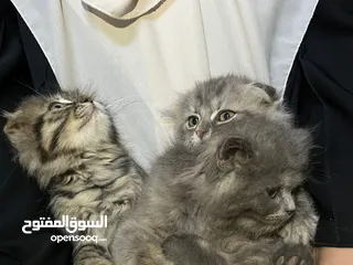  9 قطط سكوتش فولد مكس للبيع عدد 2 ذكر 1 انثى