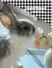  2 للبيع ارنب من فصيلة Rhinelander