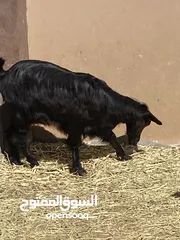  2 شاه عشره تاوم