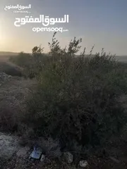  5 ارض للبيع في صوريف