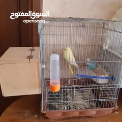  6 طيور حب للبيع سعر الجوز 15دينار مع قفص والمعالفه وبياضاه . طيور حب انجليزي
