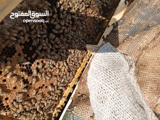  1 نحل هجين ايطالي