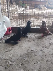  9 متاح جوز ماشاءالله موجودات طبربور
