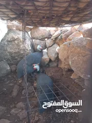  1 دياك فرعوني