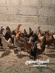  2 دجاج عماني عمر4 شهور ونص