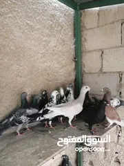  6 طيور فلت بسعر نار اقرأ الوصف