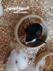  7 ارانب للبيع