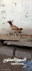  17 مجموعة طيور دجاج باكستاني ميوالي العدد 4  ودجاج دياكه الكوشن  العدد 2 وديك باكستاني ودجاجه باكستانيه