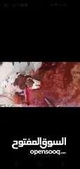  4 لحامين لذبح الاضاحي عجول و خرفان