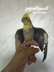  1 ذكر كوكتيل متكلم شوف الوصف .........................................................................