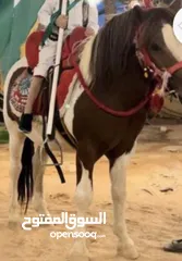  1 خيل بوني للاجار للمناسبات والحفلات وأعياد الميلاد 350
