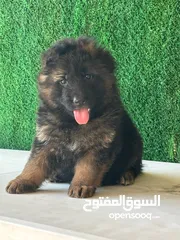  2 جراو جيرمن شيبرد شولاين