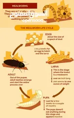  10 دود قبابي _ميل ورم _ Mealworm