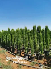  25 مشاتل الاندلس لإنتاج وبيع جميع انواع الاشجار البلديه والمستورده