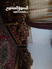  5 طقم كنب للبيع موجود في السلط ام العمد