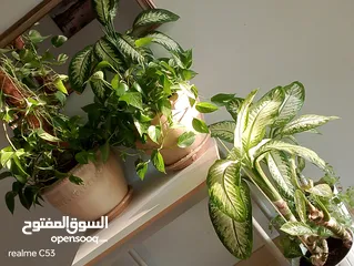  4 نباتات منزلية داخلية بحجم كبير