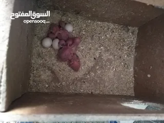  1 جوزين حب كل جوز تحتو 5 فراخ