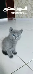  1 British Shorthair kitten