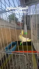  3 متاح ببغاء كوكتيل لاتينو المهتم يقراء الوصف