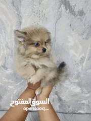  7 Mini Pomeranian puppies