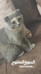  2 قطه البيع . قطط