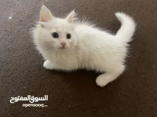  1 2 Mixed Beautiful 3-month old Cats, Comes with Everything