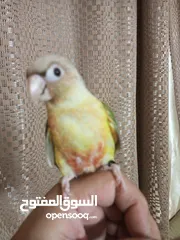  5 جرين شيك اناناس