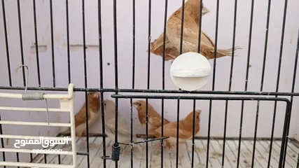  4 طفرات زيبرا بنغالي