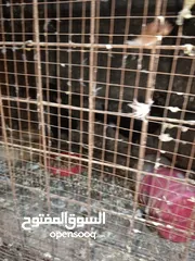  14 حمام زق شي فاخر من الاخر جواز كل جوز بسعره وفي فراخ  جواز مكفوله