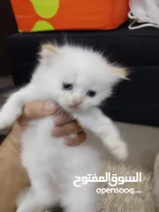  2 5 persian cats 45days old two male and 3 female price per cat 30 bd