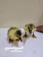  3 وز صغير للبيع