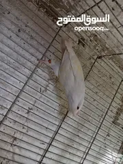  2 طور روز  ألوان بتجنن الله يبارك لصاحب النصيب. روز البينو عين حمرا. البينو بيور من انناحي