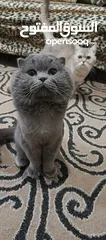  3 ذكر بريتش بلو للتزاوج