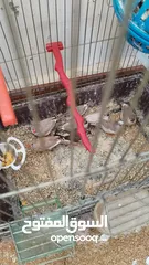  4 طيور جنة للبيع