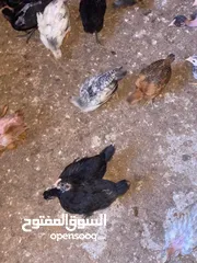  14 دجاج  فيومي وعربي وجيان