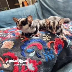  1 Suger Gliders (2 Females - Twin Sisters)