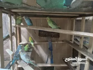  9 عصافير الحب بألوان جميلة ورائعة بسعر 5دنانير بأصوات جميلة وعذبة