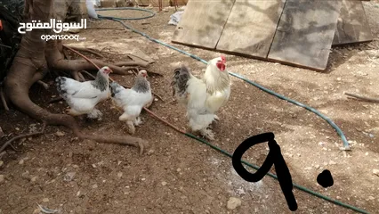  4 صيصان براهما أو دجاج براهما