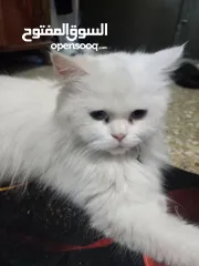  1 قطة شيرازي شانشيلا