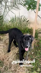  4 كلب black labrador retriever لابرادور اسود