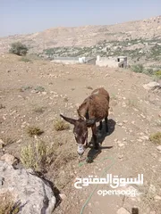  4 سوق المفتوح