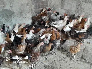  2 متاح فرخات بسحاب