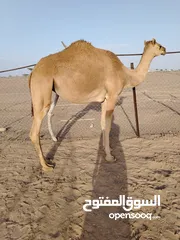  2 بكره لجيه للبيع سمين مطعومه