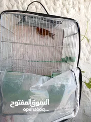  11 جوز كنار للبيع صوت العندليب ولا أجمل من هيك  بسعر مغري الله يبارك لصاحب النصيب