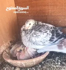  8 زاجل سباق أجواز منتجة وطبات جاهزة أبطال الابطالTob طيور نخبة تصليح وفوز من هواه أبطال المملكة للزاجل