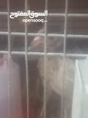  7 فراخ بلدي بط مس كوفي رومي بلدي فراخ بيور فراخ فيومي