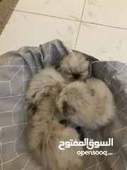  3 Himalayan cats and their mom  قطط هيمالايا وامهم