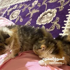  6 قطط للبيع بصحه ممتازه