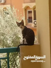  4 قطط للتبني