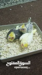  4 جوز دره شغالات انتاج
